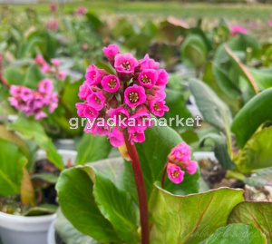 Бадан сердцелистный Ротблюм (Лавандовая ферма)