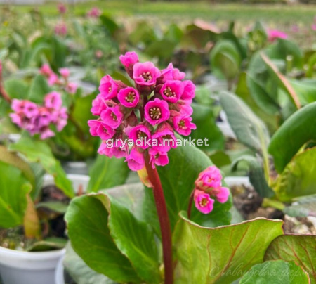 Бадан сердцелистный Ротблюм (Лавандовая ферма)