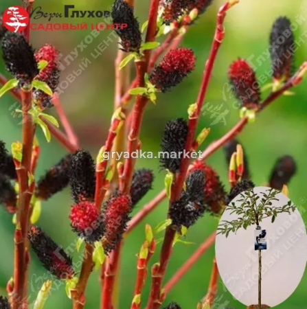 Ива тонкостолбиковая Куроме Шт-80 С3 ПК