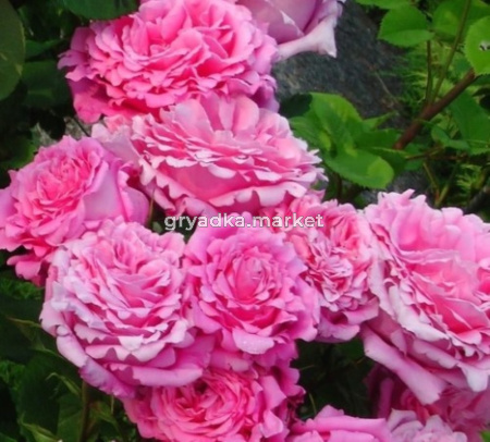 Роза Бьенвеню плетистая (клаймбер) 1шт (БиоМастер)