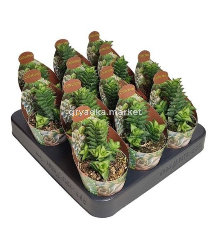 Астролоба спиральная С6,5 Н8