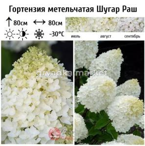 Гортензия метельчатая Шугар Раш С5 НШ-22 (цвет белый, потом розовый)