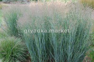 Просо прутьевидное (Panicum virgatum Heavy Metal) Н10-15 P 13