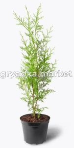 Скриншот 31-03-2025 133504