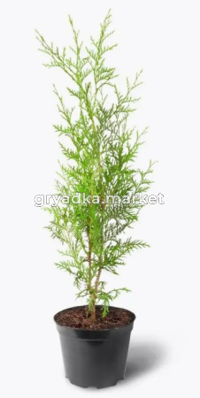 Скриншот 31-03-2025 133504