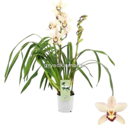 Cymbidium, Little Stef 2-spike 'or