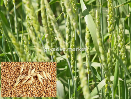 Пшеница 40кг