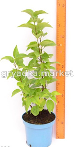 Скриншот 31-03-2023 154526