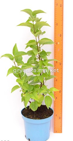 Скриншот 31-03-2023 154526