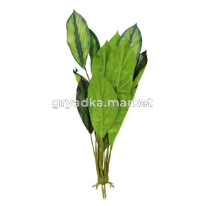 спатифиллум