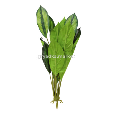 спатифиллум