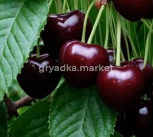 Скриншот 14-04-2026 153809