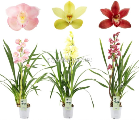 Цимбидиум Микс 1 цветонос С12 Н50