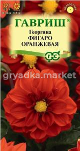 Георгина Фигаро оранжевая 7шт Одн 35см (Гавриш)