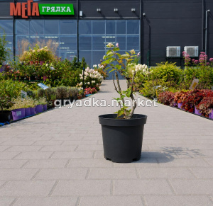 Гортензия метельчатая Пастел Грин С3