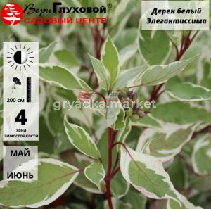 Дерен Элегантиссима белый С3 СП