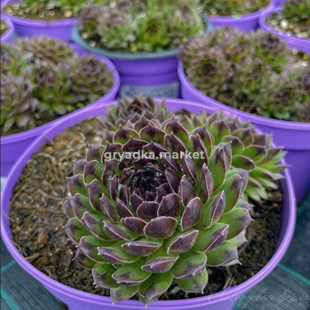 Молодило Рейнхард (Лавандовая ферма)