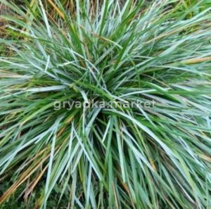 Седум (очиток) ложный Розеум С2-СЗ (Питомник Малахит)