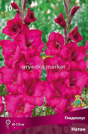 Гладиолус крупноцветковый Натан 10шт (пурпурный окрас, 10-12)