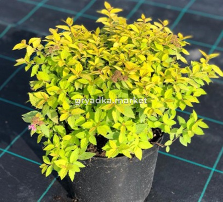 Спирея японская 'Golden Princess', к-5,0 (Spiraea japonica 'Golden Princess', к-5,0)
