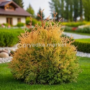 Туя западная Рейнголд C 7,5 20-30 1