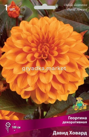 Георгина Давид Ховард 1шт.