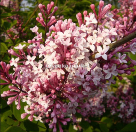 Сирень мелколистная  Суперба С3 ГлХ-22