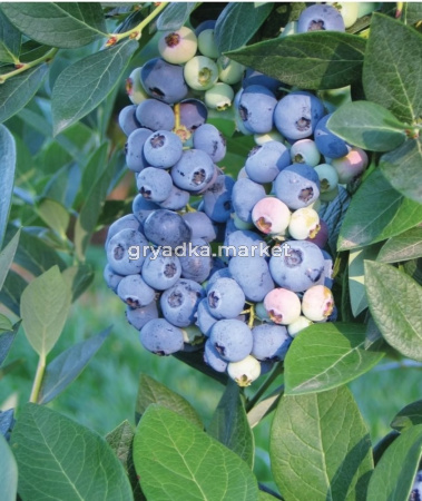Голубика Аврора 2-летн (С3)
