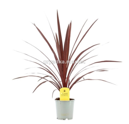 Кордилина Австралийская Ред Стар 13см