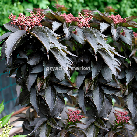 Бузина черная Блек Тауер C3 1