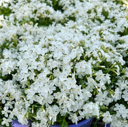 Скриншот 05-12-2024 113744