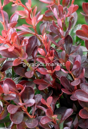 Барбарис Тунберга Атропурпуреа с2 (Никитенко)