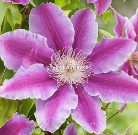 Клематис крупноцветковый Доктор Раппел (С2)