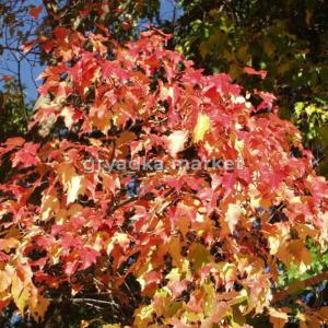 Клен татарский Гиннала (Acer tataricum subsp.ginnala) C7,5 Н100 - 120