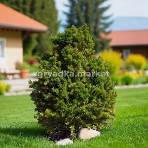 Тис ягодный Бокато C 7,5 60-80 1