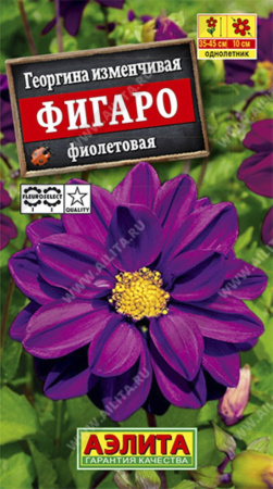 Георгина Фигаро ,махр.,фиолетовый Аэл.