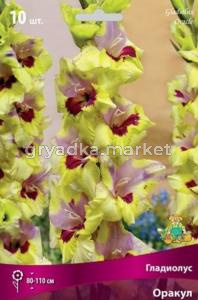 Гладиолус Оракул 10-12 10шт