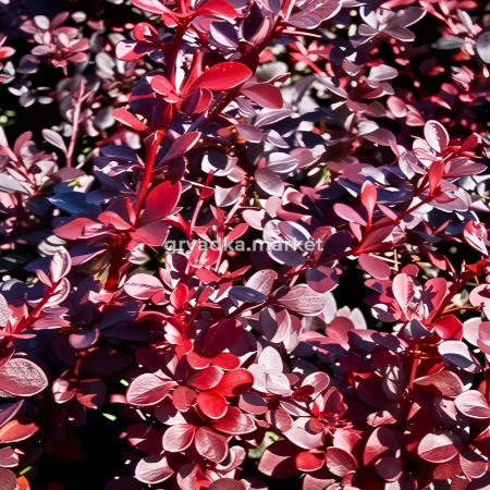 Барбарис тунберга Вулкан C2 1