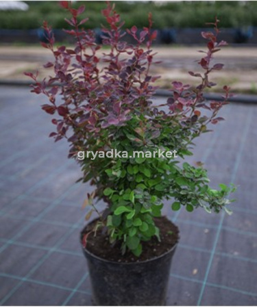 Барбарис тунберга 'Atropurpurea', к-5,0  (Berberis thunbergii 'Atropurpurea', к-5,0)
