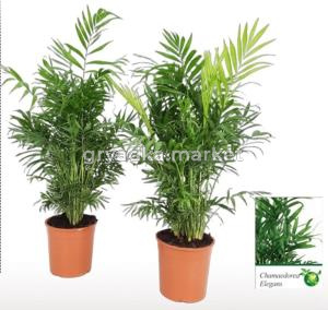 Хамедорея Элеганс 19см