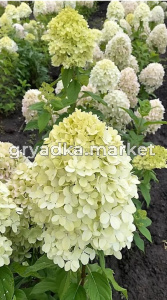 Гортензия метельчатая Селекшн С5 СП-22 (белые потом роз)