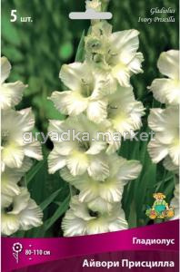 Гладиолус Айвори Присцилла (сливочно-белый со светло-жёлтым центром, 5шт, 12-14)