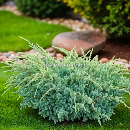 Можжевельник чешуйчатый Холгер C3 1