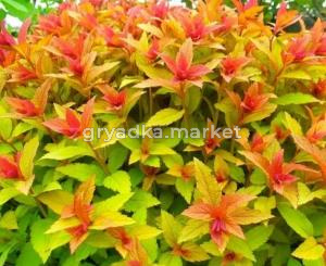 Спирея японская Голдфлэйм (Goldflame) с3