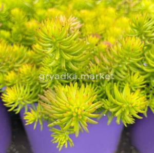 Скриншот 28-11-2023 140037