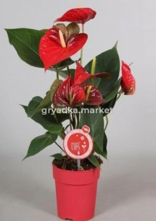 Антуриум андрианум Чемпион красный, уп. (D-12)