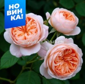 Роза Джульетта 1шт английская (Сем Алт)