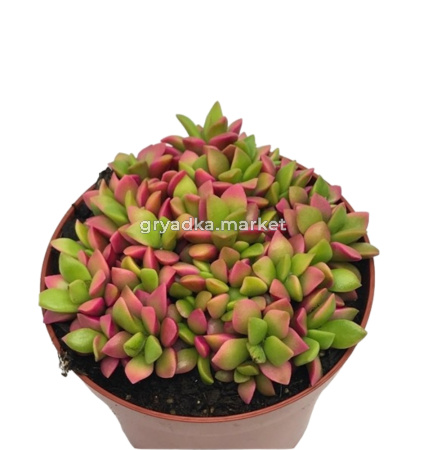 Анакампсерос Руфесценс Пинк Липс 8,5см