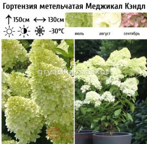 Гортензия метельчатая Меджикал Кэндл  С7,5 СП-23 (в начале белый с лёгким лаймом, потом розовый)