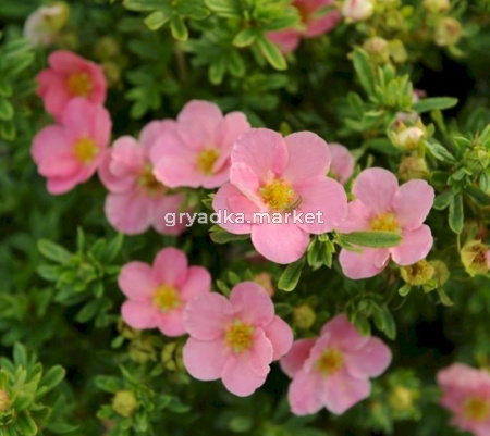 Лапчатка кустарниковая Ловели Пинк (цветки розовые) С4